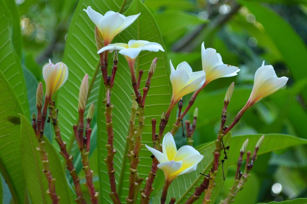 Vallee 69 Eco Villa-Tissa,Yala Tissamaharama Dış mekan fotoğraf