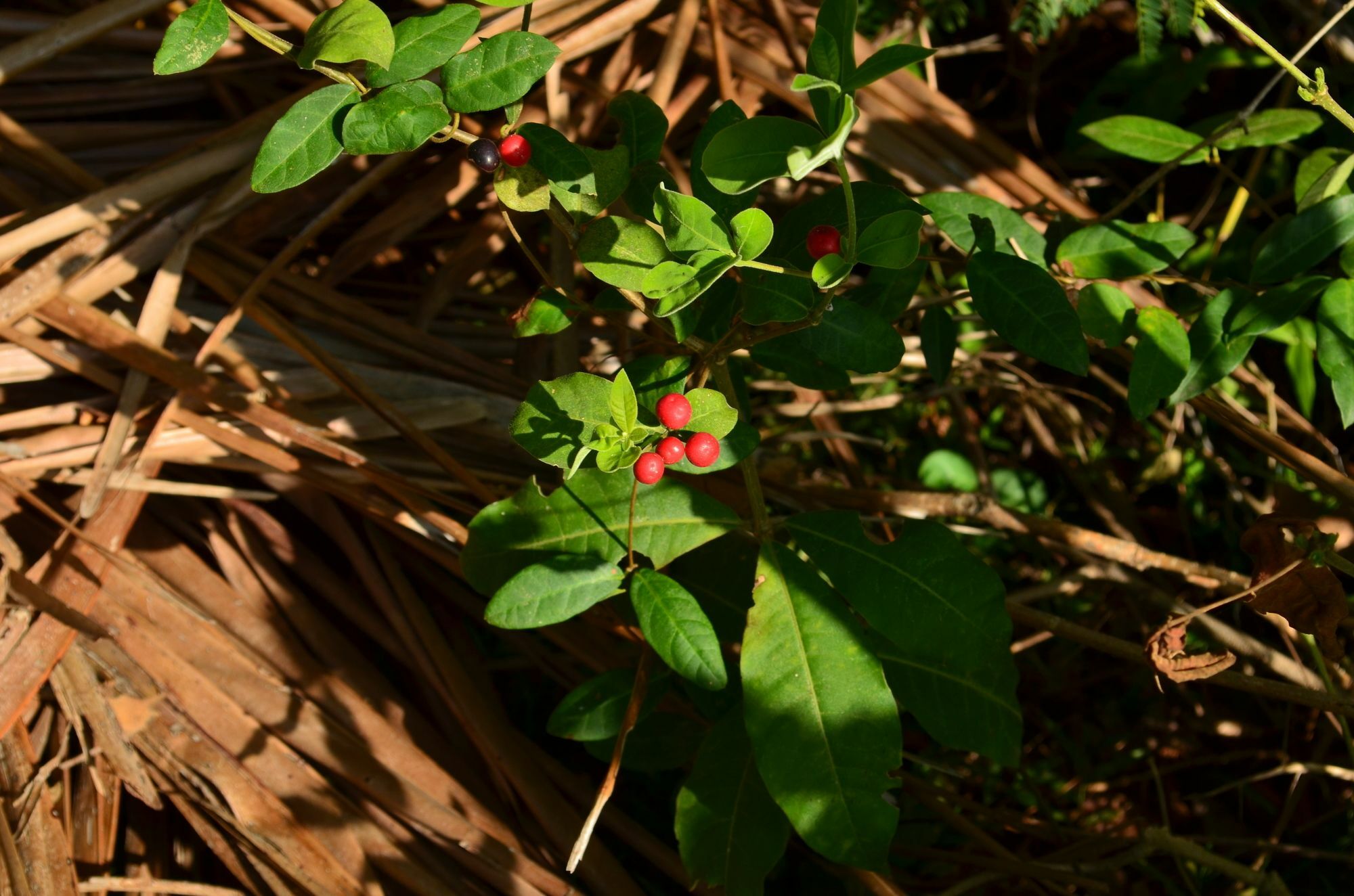 Vallee 69 Eco Villa-Tissa,Yala Tissamaharama Dış mekan fotoğraf